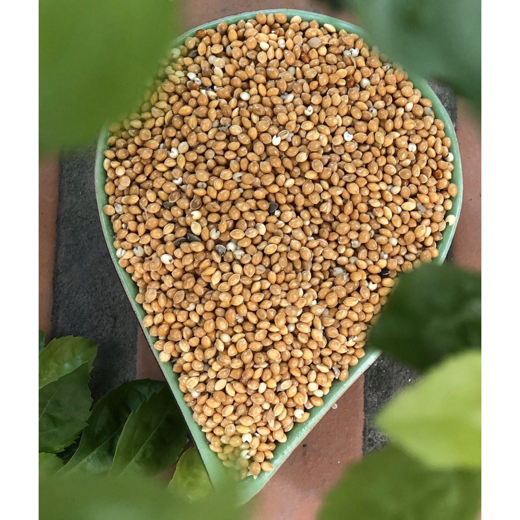 Gold millet for Love bird parrots, bird's nests, parolets, cockatiel