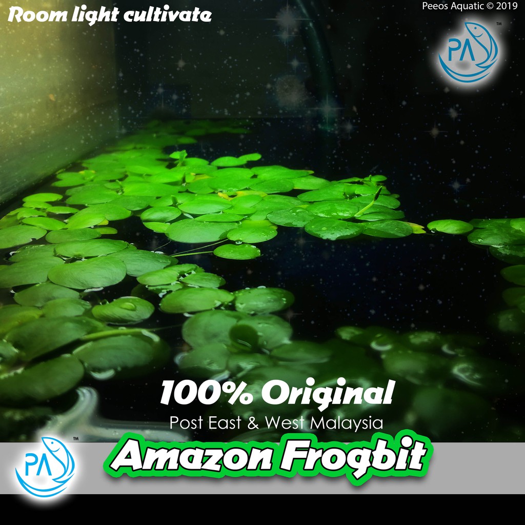 PA Frogbit Original Amazon easy growing fast species real water floating plant remove toxic aquarium 鱼缸容易快速繁殖浮萍水植物真品去除污染