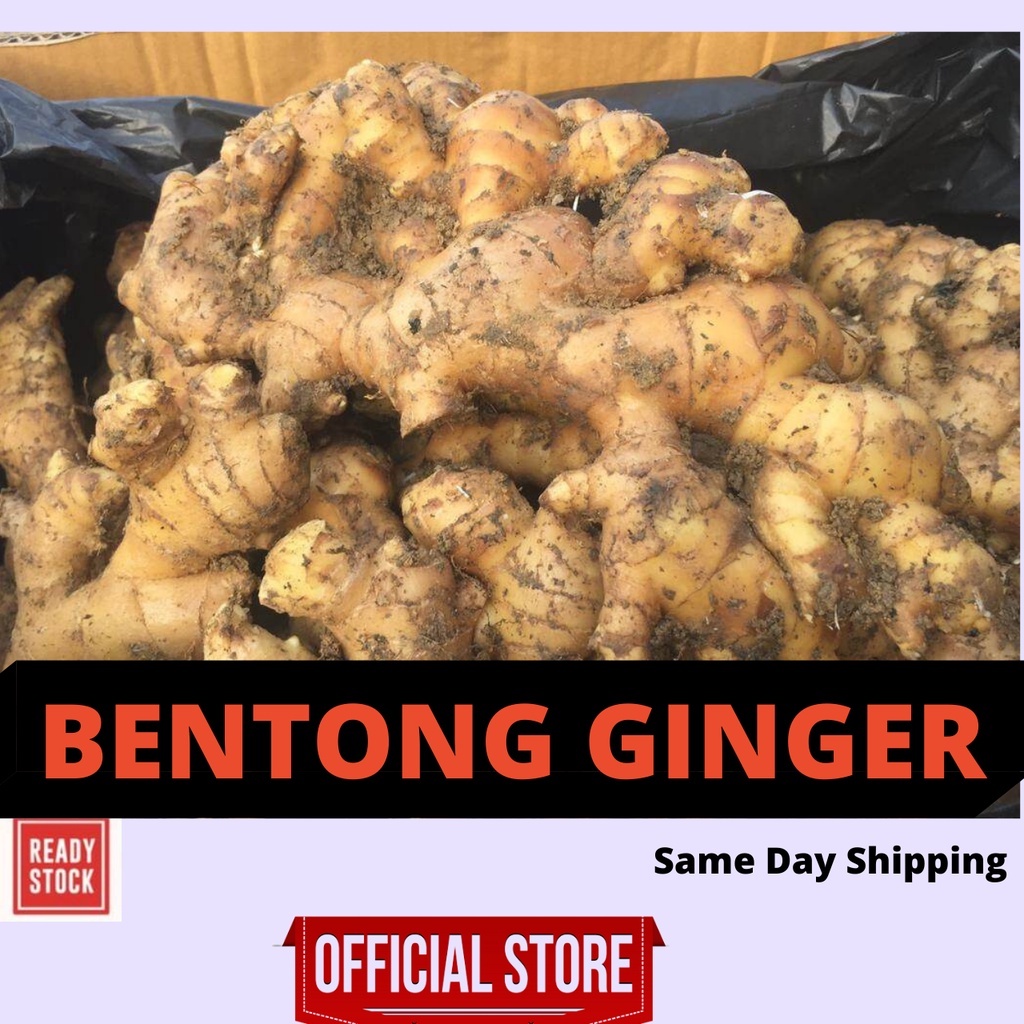 Ginger Halia Bentong Borong 文冬姜老姜 100% Organic Fresh Ginger Halia Segar 鱿鱼先生 Wholesale Retail Dropship