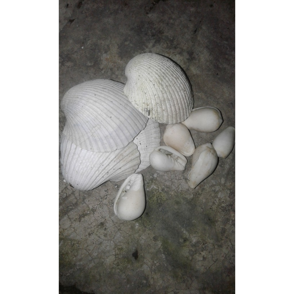 Kulit Siput Kerangan Hiasan Akuarium Shopee Malaysia Kulit Siput Kerangan Hiasan Akuarium Shopee Malaysia
