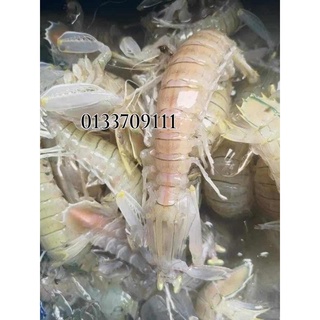 Buy Udang Lipan Silver Mantis Prawns Seetracker Malaysia