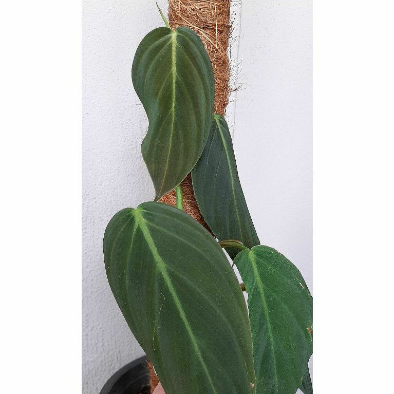 Buy Philodendron Gigas Ready Stock Seetracker Malaysia