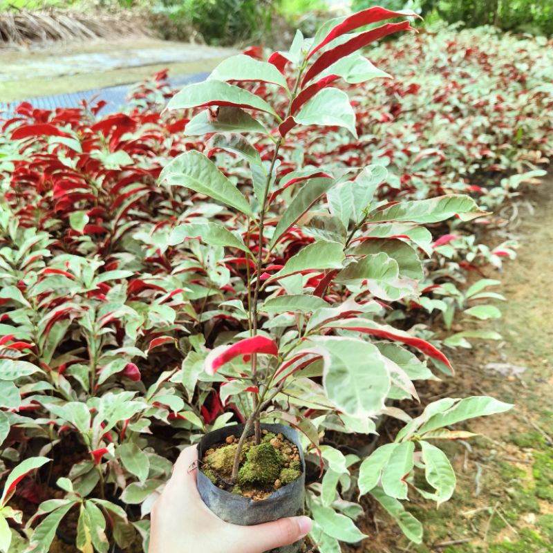 MOVEE - Real live plant [Mini Excoecaria' Jungle Fire '] 红背桂/叶下红