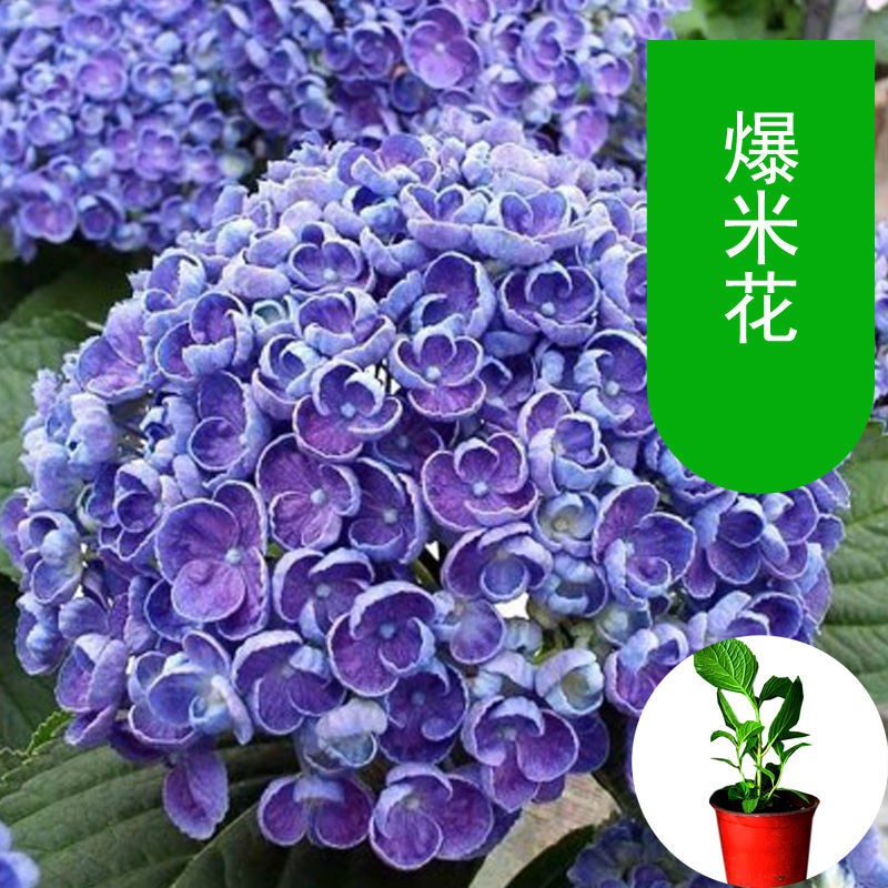 花卉植物花种子 绣球花苗盆栽原盆带土无尽夏阳台种植庭院花卉易活四季大花绣球花 Shopee Malaysia