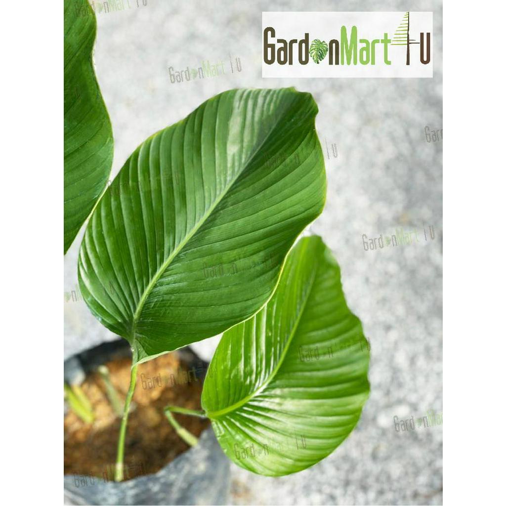 Thaumatococcus Daniellii Live Plant Sweet Prayer Pokok Hidup 西非竹芋 ...