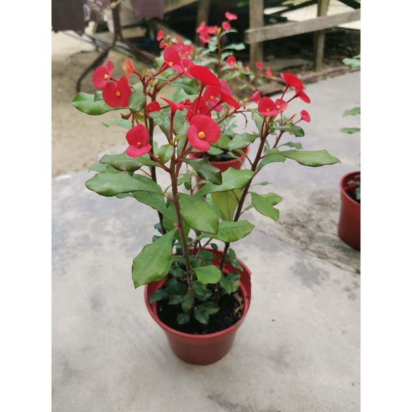 Buy 现货住家栽种 Living Plant Euphorbia Geroldii Pokok Mahkota Putri Thornless Unicorn Flower无刺麒麟花包括花盆 Seetracker Malaysia