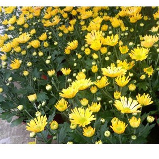 Anak Pokok Bunga Kekwa  Kuning Live Plants Chrysanthemum 