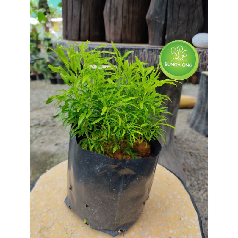 Buy Euodia ridleyi - Golden False Aralia (Real plant)一桶金植物 