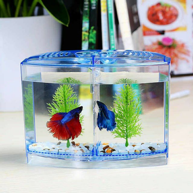 Plastic fish tank ( double room ) | Shopee Malaysia