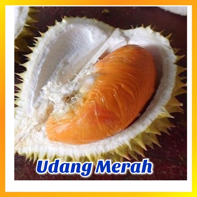 Buy Anak Pokok Durian Udang Merah  SeeTracker Malaysia