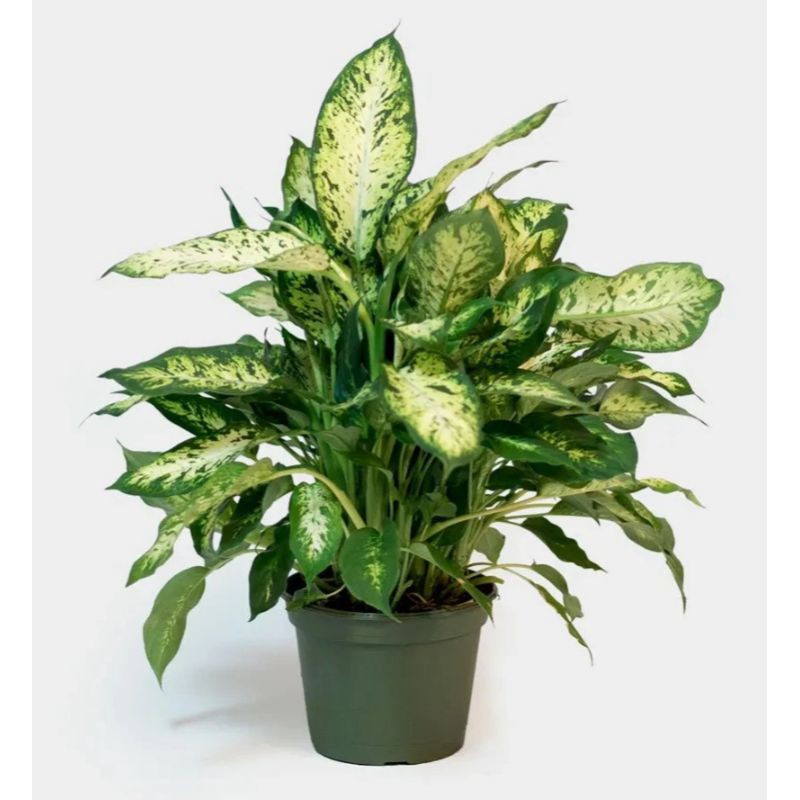 Buy Dieffenbachia Dumb Cane Seetracker Malaysia