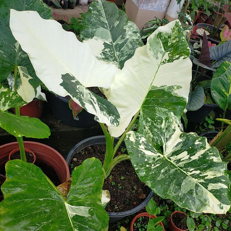 Keladi Albino Murah / Alocasia Macrorrhiza Variegata @Albino By ...