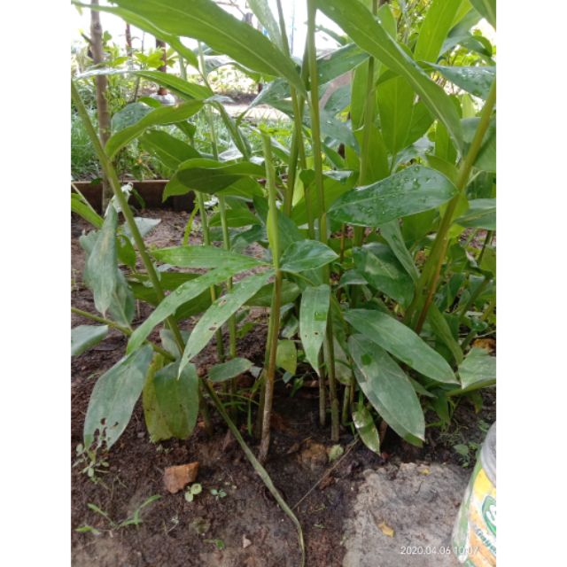 Pokok buah pelaga Jawa | Shopee Malaysia