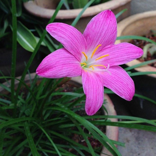 Buy Buy 10 Free 5 - Rainlily Rosea Big Flower Bulb Live Plant 