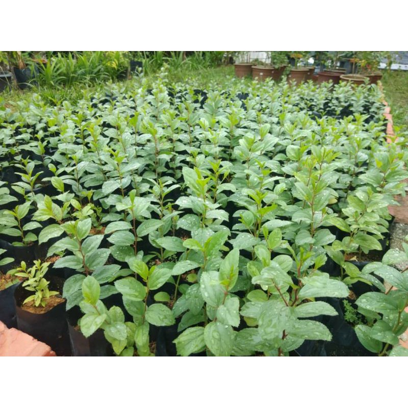 Anak Pokok Benih Bidara Arab Kampung