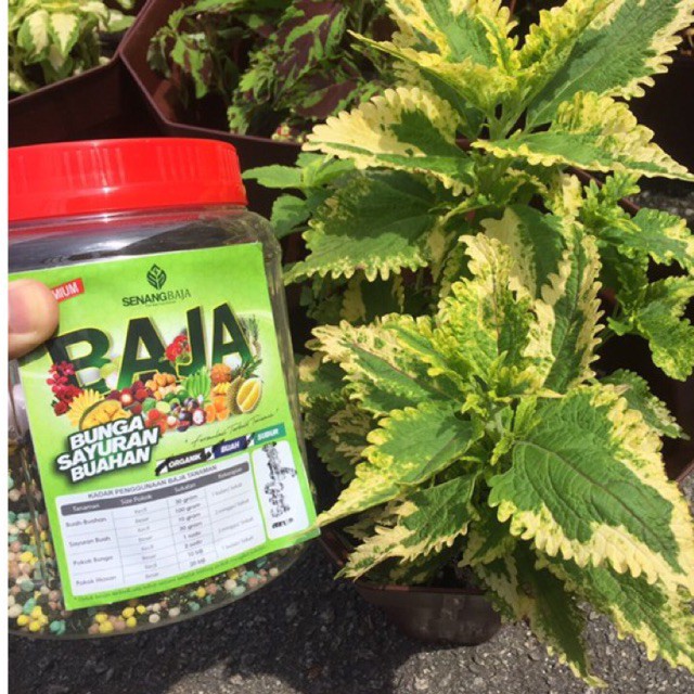 Baja Pokok Ati Ati Shopee Malaysia