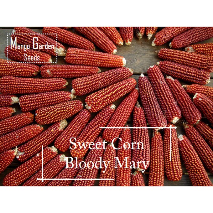 Rare Bloody Mary Red Corn Seeds Seed Pot Friendly Mango Garden Shopee Malaysia