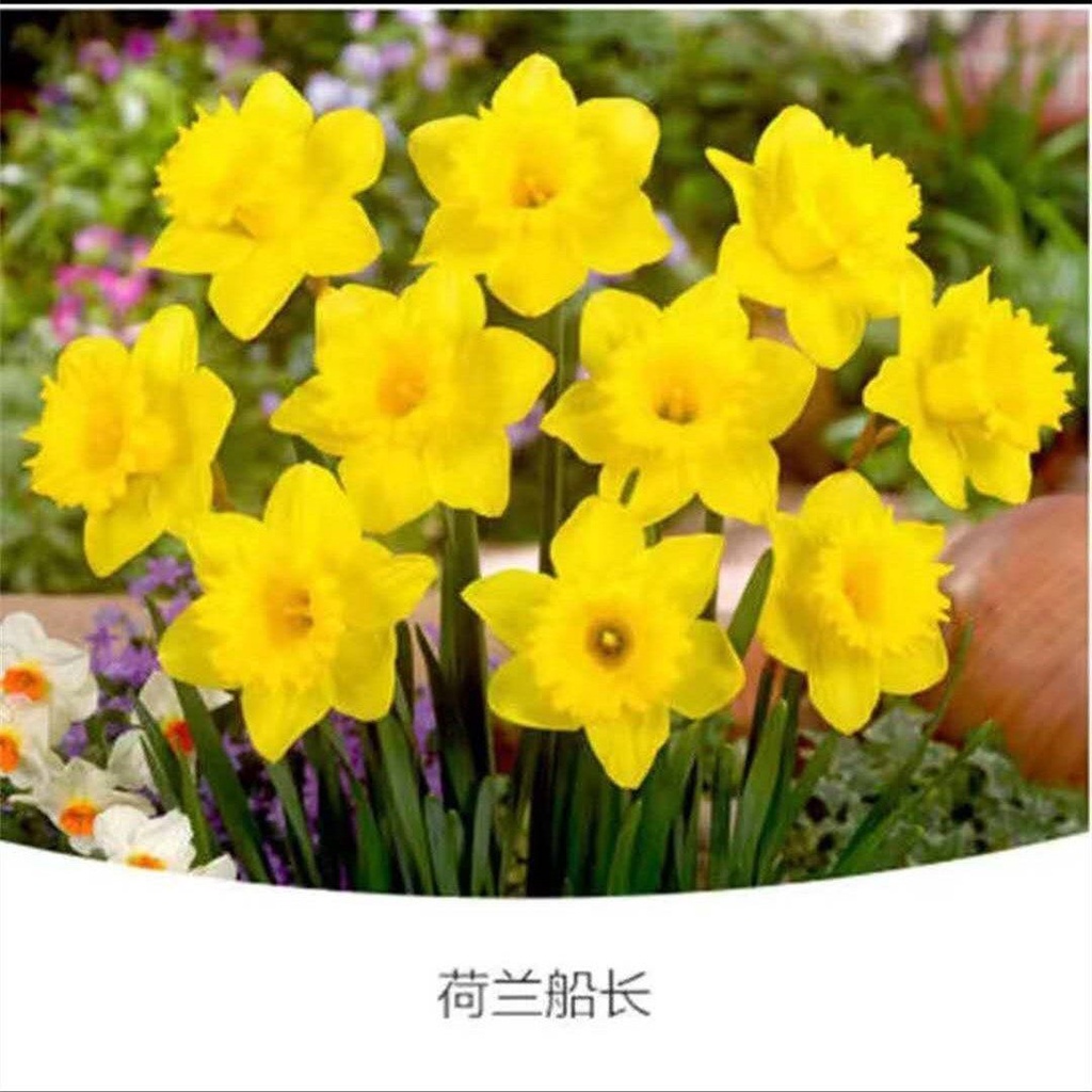 Dmzs 水仙花种球盆栽水养植物室内水培四季开花桌面风信子洋水仙花种子 Shopee Malaysia