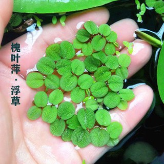 联系客服改价fish Tank浮萍水草活体植物一叶莲鱼缸水草肚兜萍除no3净化水质浮草槐叶萍 Shopee Malaysia