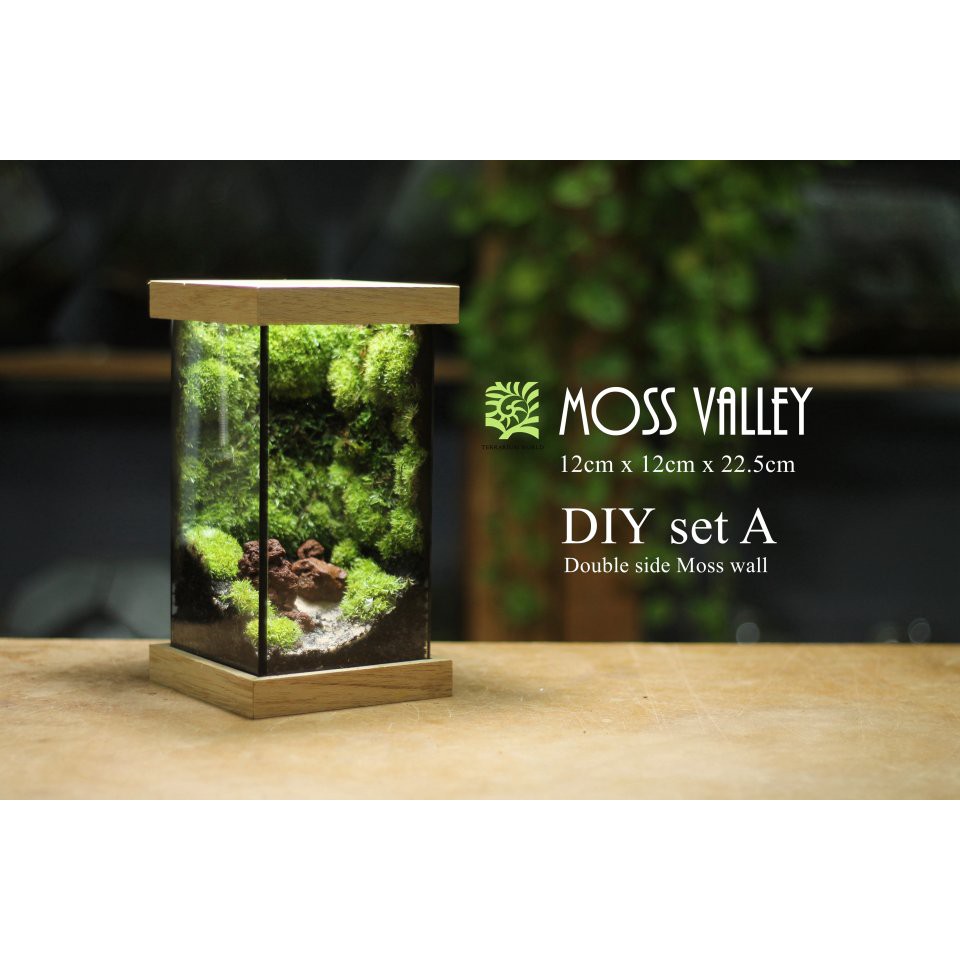 [Terrarium World] DIY Terrarium/ Moss Valley/Moss Wall/ Vertical Garden