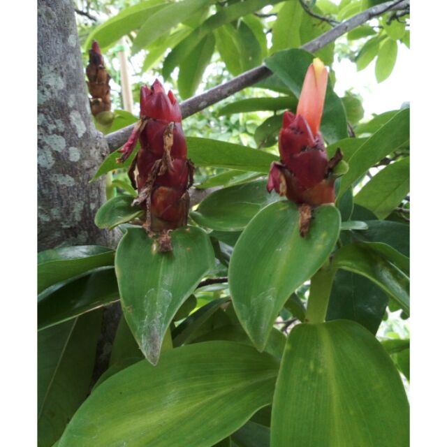 Setawar Halia Merah Costus Woodsonii Red Button Ginger Shopee Malaysia