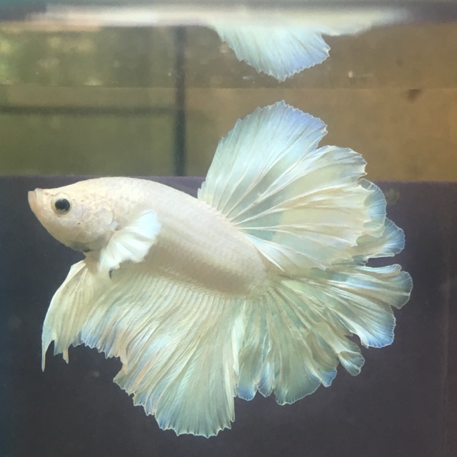 betta hm rosettail white platinum | Shopee Malaysia