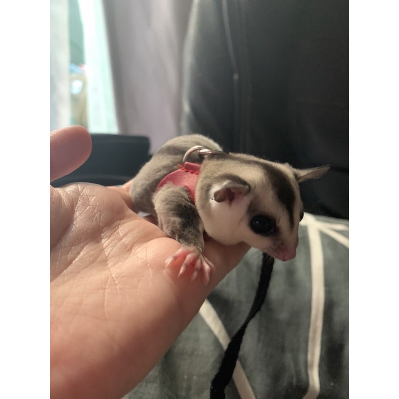 Sugar glider 3in1 harness leash rope Shopee Malaysia