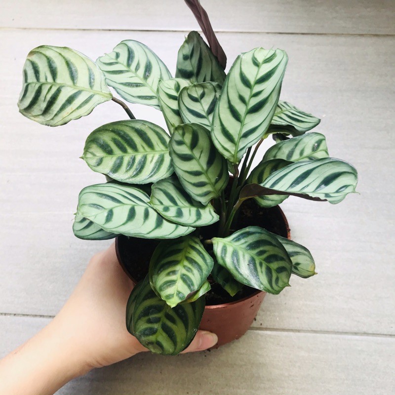 Calathea Burle-marxii Indoor Plant With Pot 