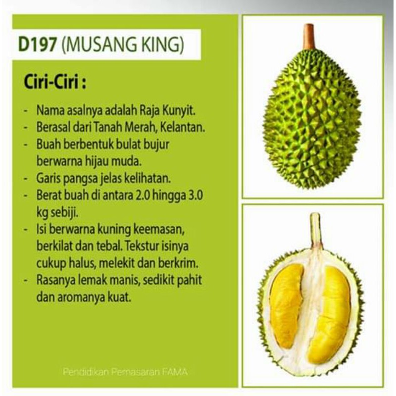 Anak Pokok Durian Musang King D197 Mk Saiz Sekaki Lebih Shopee Malaysia