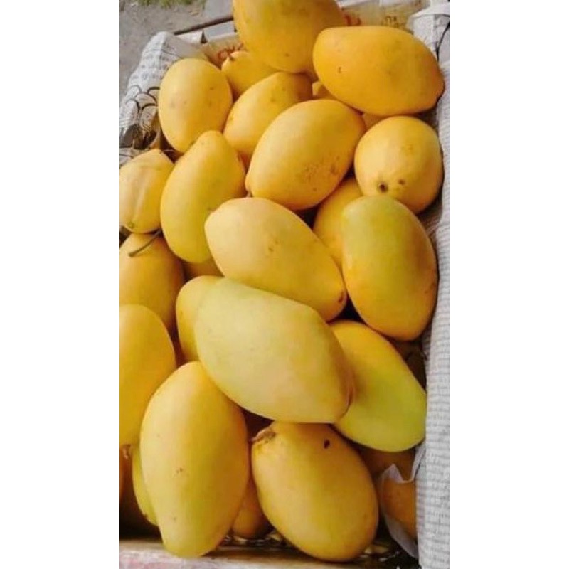 Buah Mangga Susu 3kg Harum Manis Kemboja Gred 10a Mangga Epal Manis Shopee Malaysia