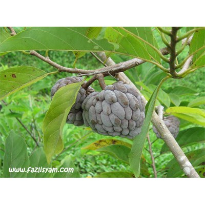 Anak Pokok Buah Nona Shopee Malaysia