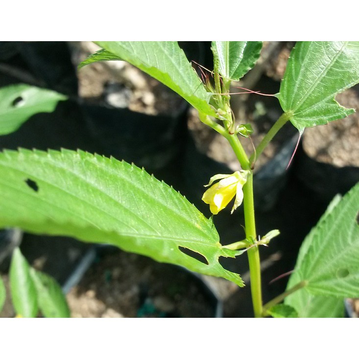 ANOR - Anak Pokok Bayam Arab ( Pokok Herba )/ Mulukhiyah plan sapling