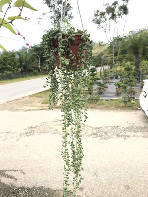 Pokok String Of Tears Succulent Pokok Gantung Berjuntai Hidup Shopee Malaysia
