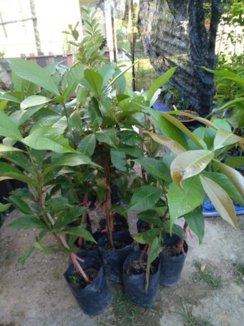 Jambu Keling Myagri Com My