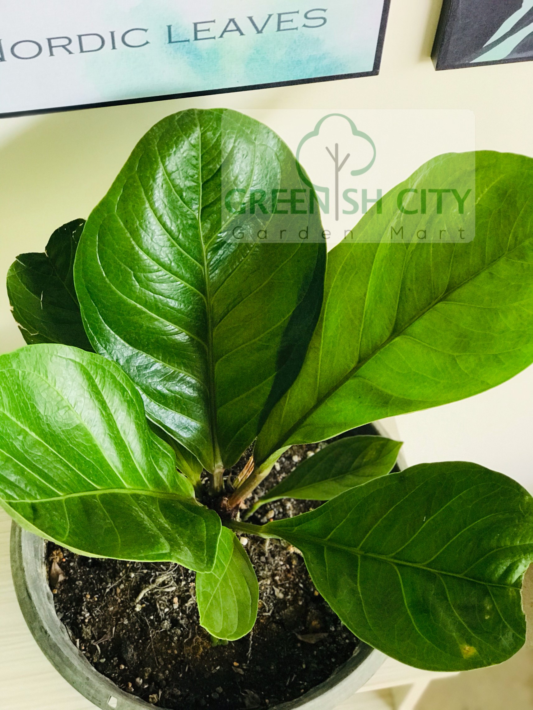 Gnc Anthurium Jungle Bush Rare Live Plant Pokok Hiasan 密林丛花烛 Shopee Malaysia