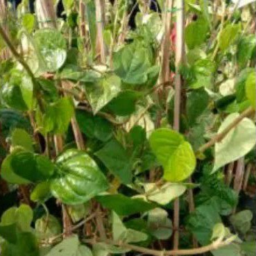 Buy Pokok Sireh Bertemu Urat Piper Betle Seetracker Malaysia