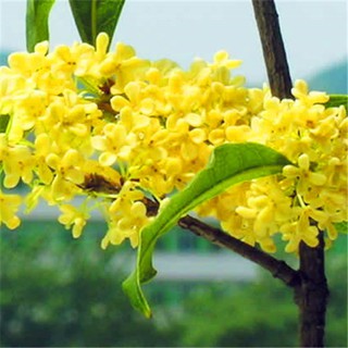 Flower Species 桂花种子金桂沉香八月桂花树种子桂花种籽四季盆栽阳台花卉种籽bxv Shopee Malaysia