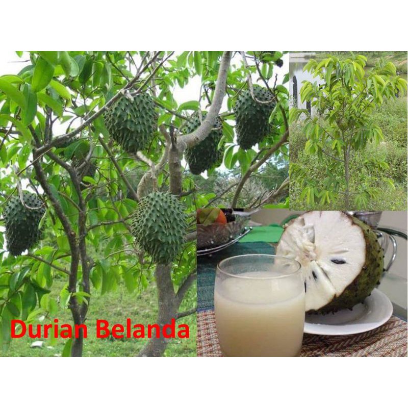 Durian belanda