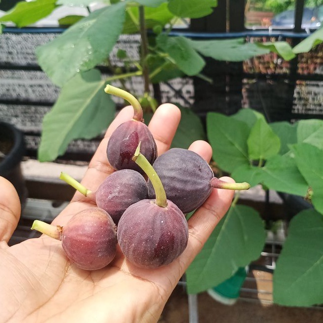 Benih Tut Pokok Tin Baka Iraqi Fiqs Tree Sapling Iraqi Species Shopee Malaysia