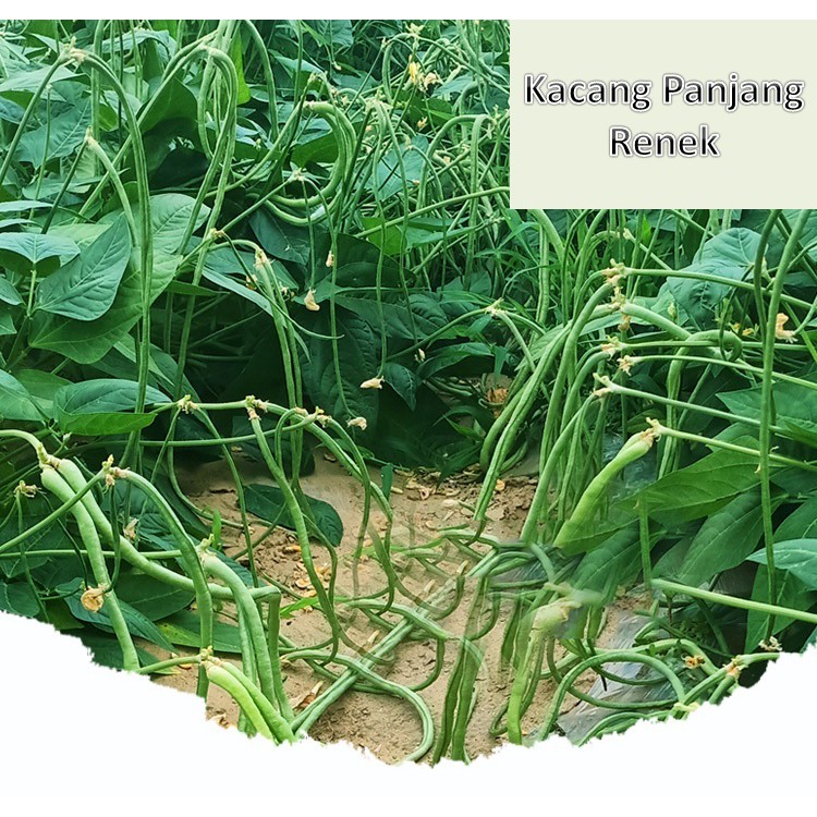 Biji Benih Kacang Panjang Renek 10 Biji Benih Dwarf Long Bean Seeds Shopee Malaysia
