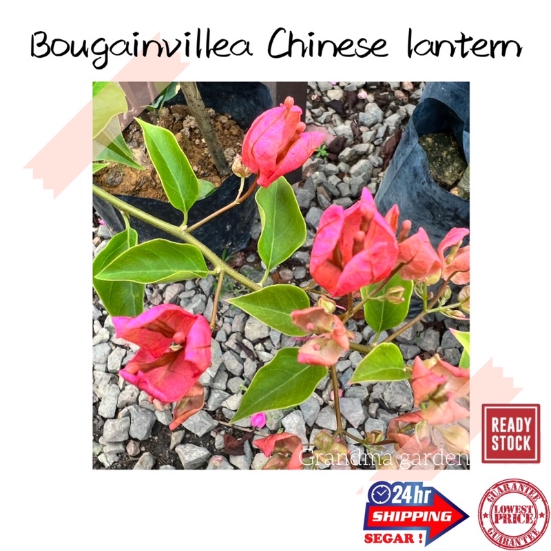 Gg Real Plant Bougainvillea Chinese Lantern Bunga Kertas Tanglung