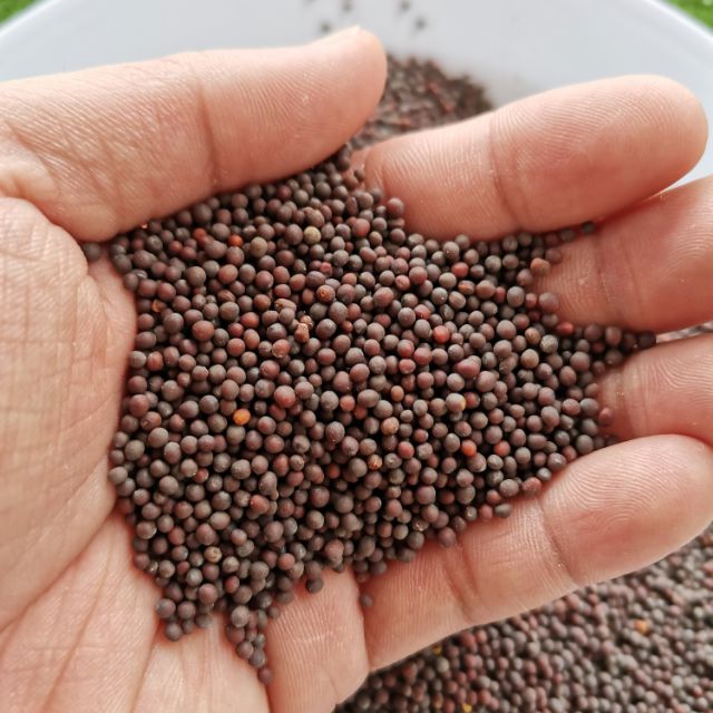 Biji Sawi Mustard Seeds Shopee Malaysia