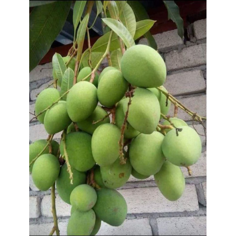 Pauh Ringan Mangga Telur Bulat 1kg Shopee Malaysia