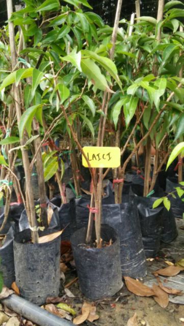 💥READY STOCK💥ANAK POKOK LAICI SIAM  Shopee Malaysia