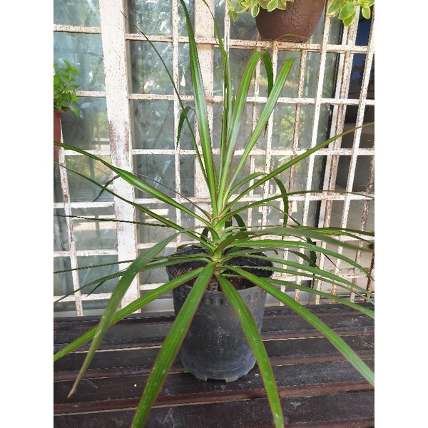 Anak pokok dracaena green /tricolor | Shopee Malaysia