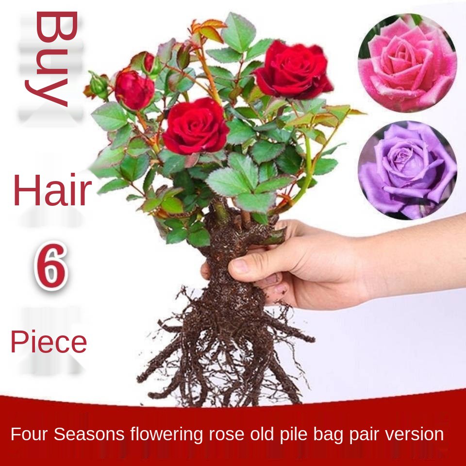 Pokok Bunga Ros Pokok Rose Rak Pokok Bunga Anak Pokok Bunga Benih Pokok Benih Pokok Bunga Bunga Rose Empat Musim Berbung Shopee Malaysia