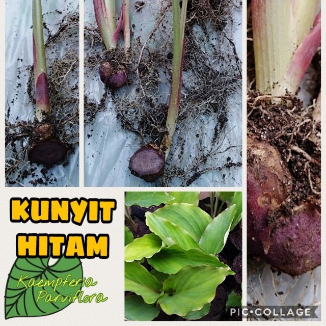 Anak Pokok Kunyit Hitam Thai Shopee Malaysia