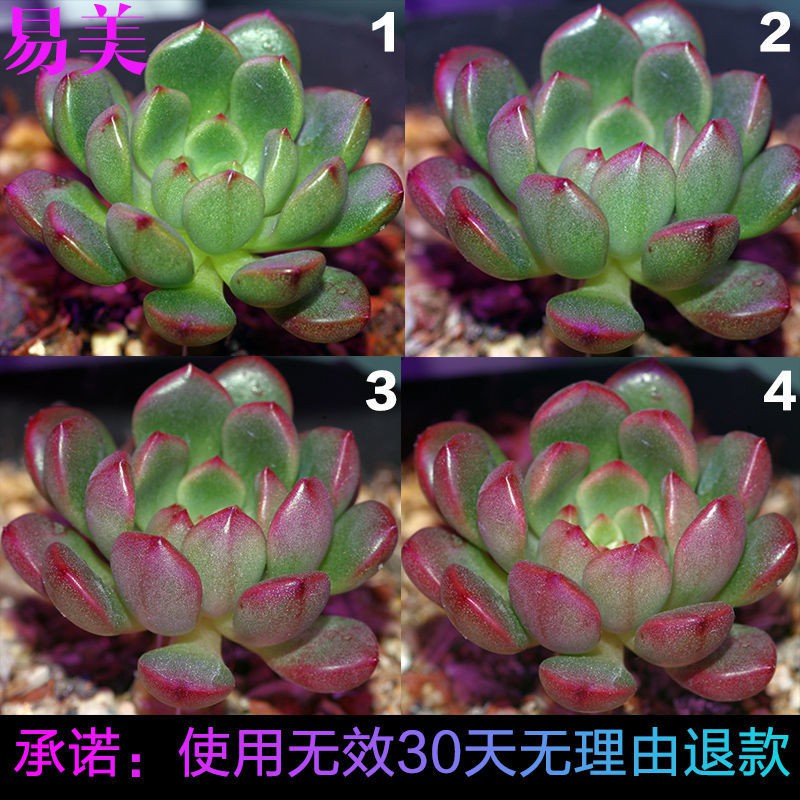 多肉 植物灯 Led 易美多肉补光灯植物补光灯上色全光谱led生长灯兰花花卉仿太阳光 Shopee Malaysia