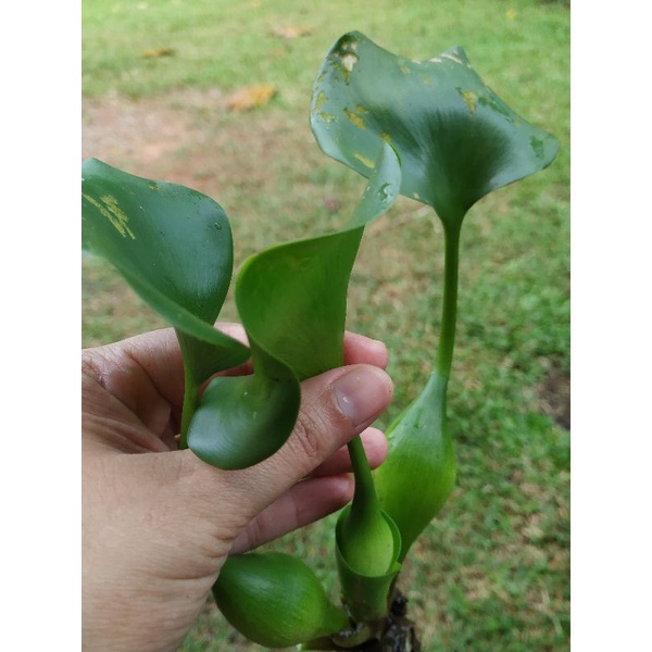 Pokok Air Keladi Bunting Kemelin Orkid Air Tumbuhan Air Shopee Malaysia
