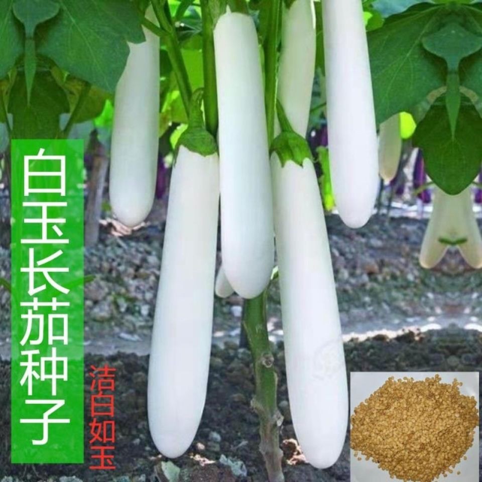 白茄子种子白色长茄种籽白玉长茄白雪公主茄子种子白茄子种籽白茄子种子白色长茄种籽白玉长茄白雪公主茄子种子白茄子种籽9 30 Shopee Malaysia